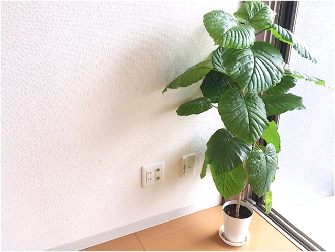 家に置くと一気にオシャレになる観葉植物11選のイメージ