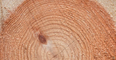 ムクヤホーム那須の樹齢60年以上の原木「桧粋」のイメージ